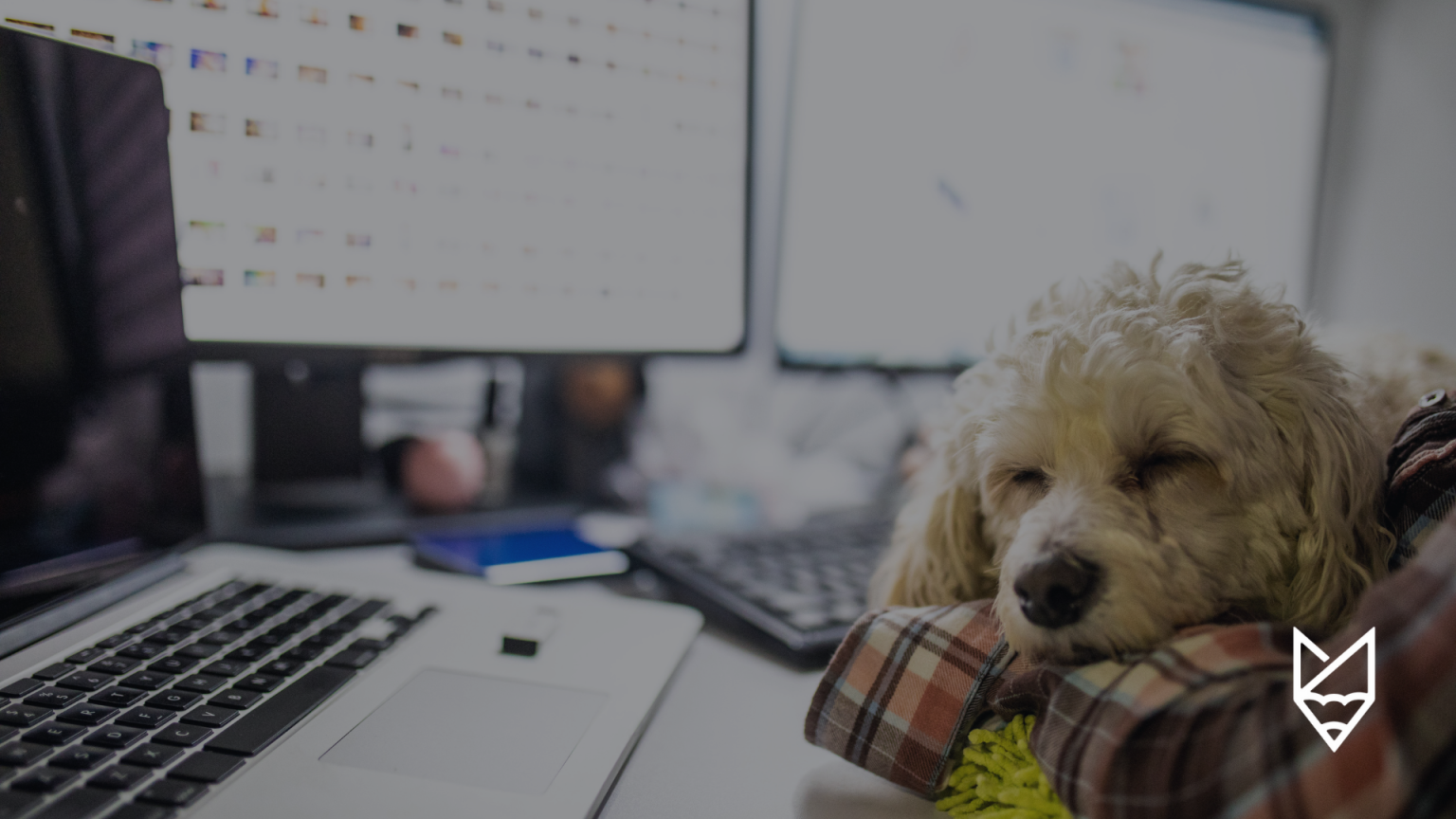 İş Yerinde Evcil Hayvanlara İzin Vermek İyi Bir Fikir Mi? iş yerinde evcil hayvan