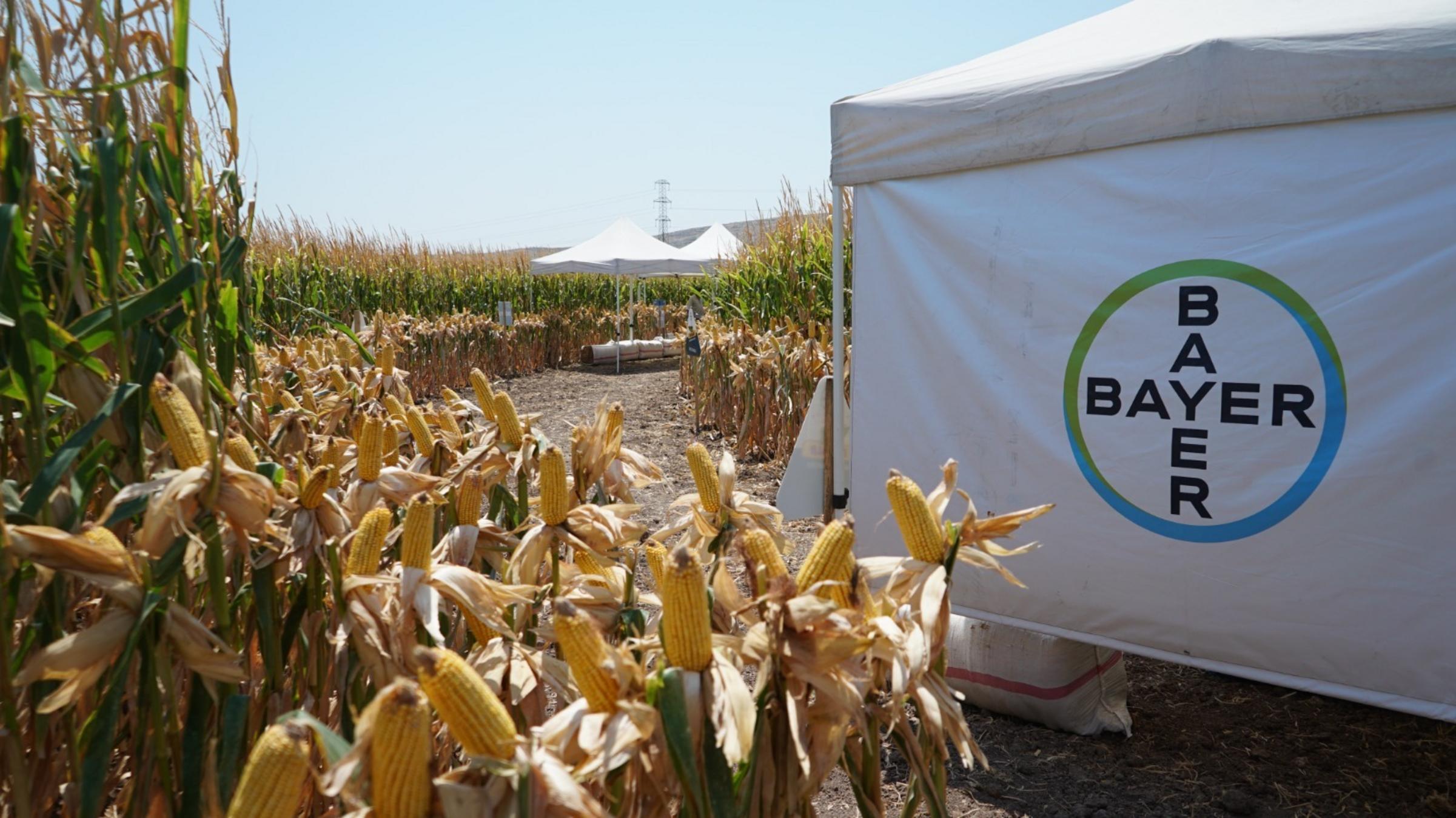 Bayer Agro Arena Mısır etkinliği, Hatay 2026